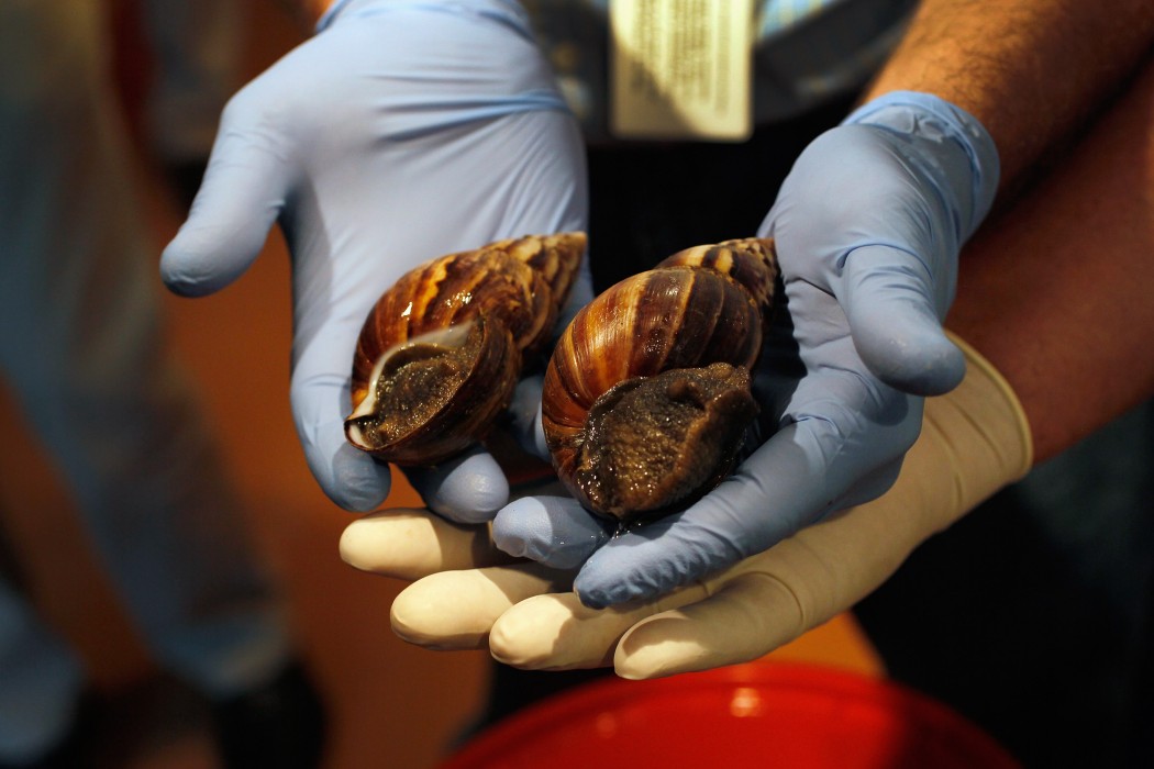 Giant African Snail Invades Florida, Putting County on Quarantine