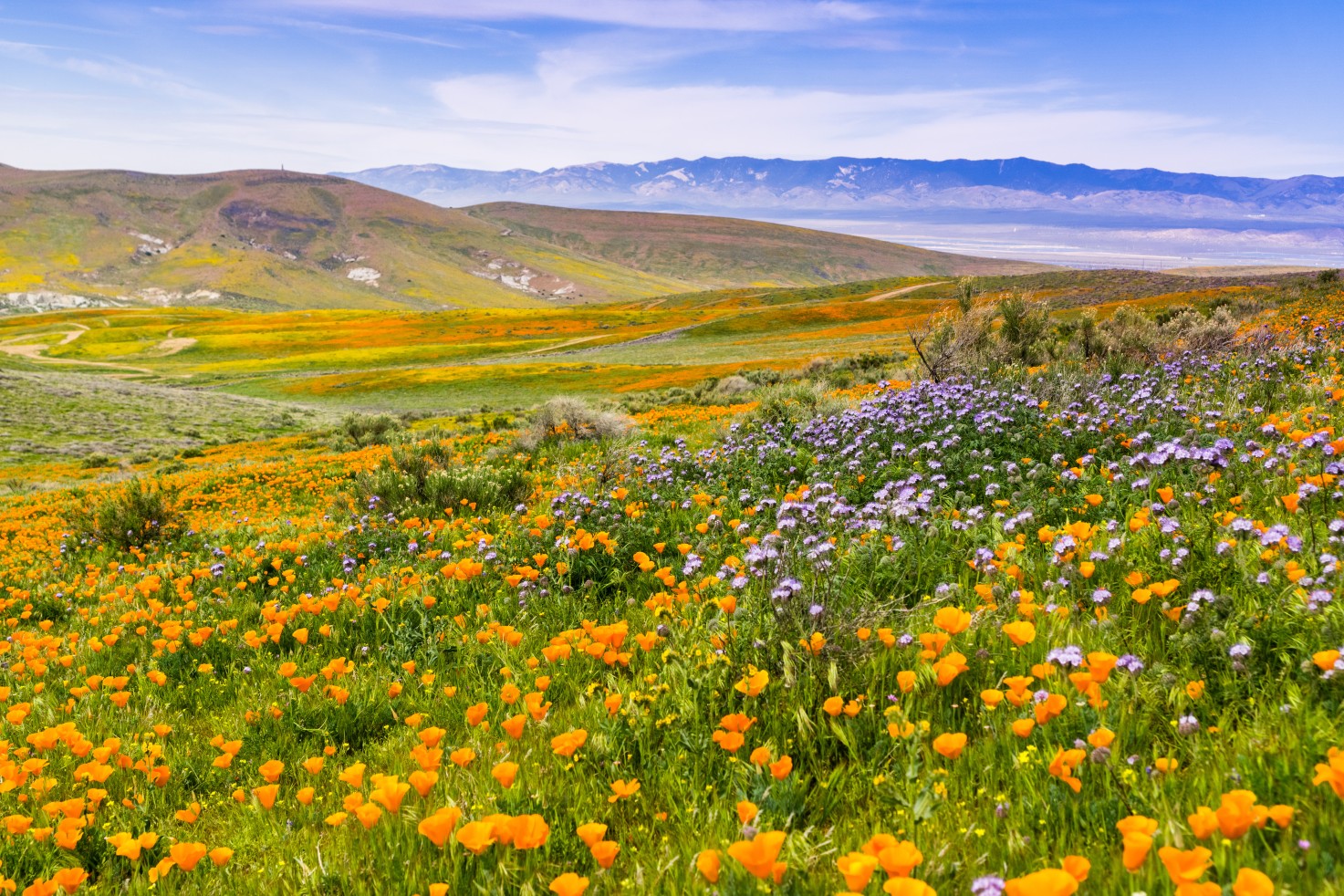 California Superbloom is Product of Rainy and Snowy Winter Breaking